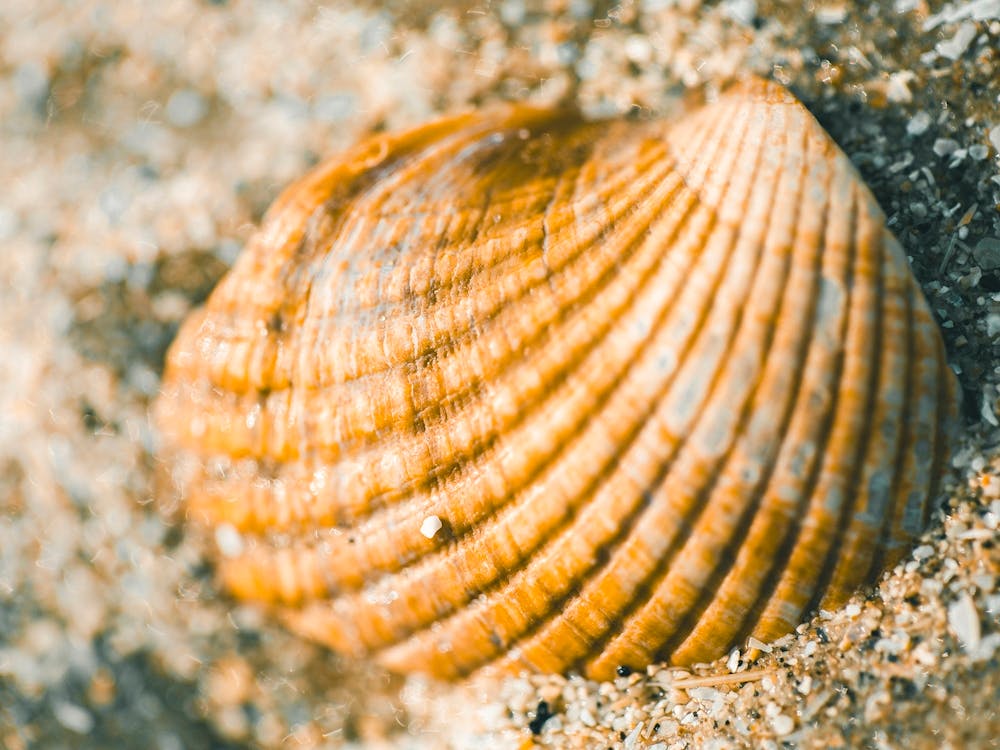 Seashell On Sand