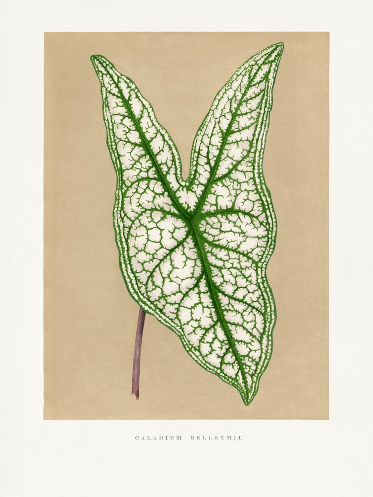 Vintage Botanical _2643233