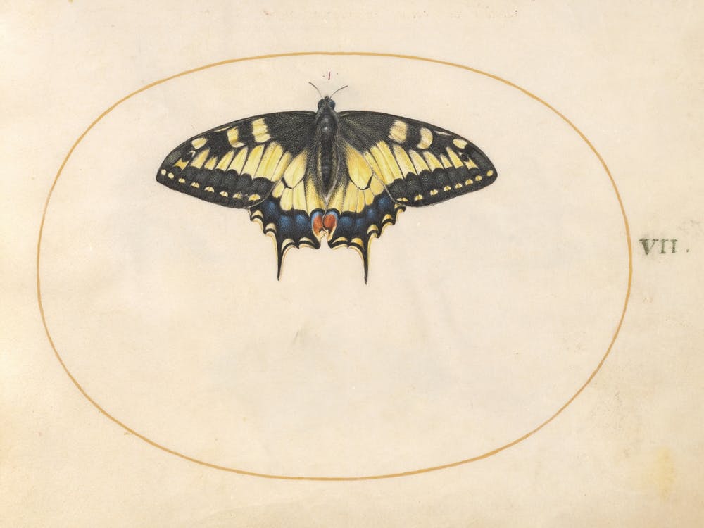 Swallowtail Butterfly (c. 1575-1580), Joris Hoefnagel