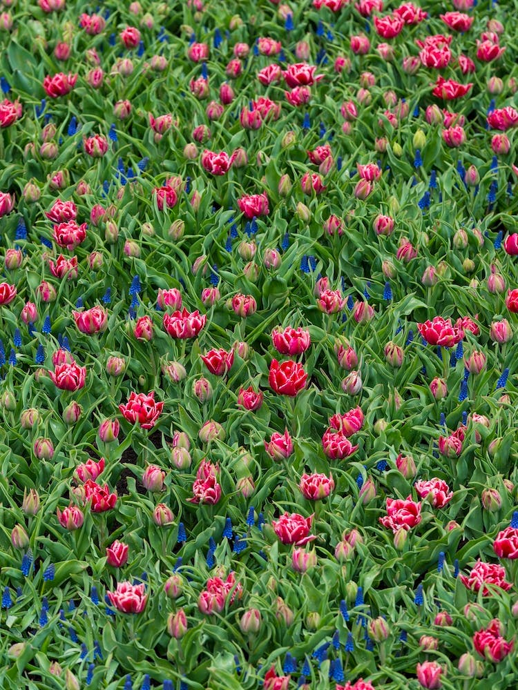 Field of Tulips 2