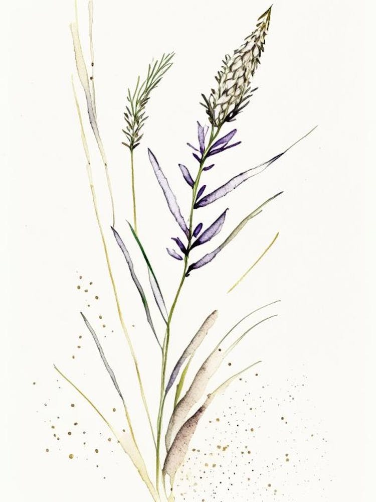Psyllium Herb Minimalist Watercolour 1