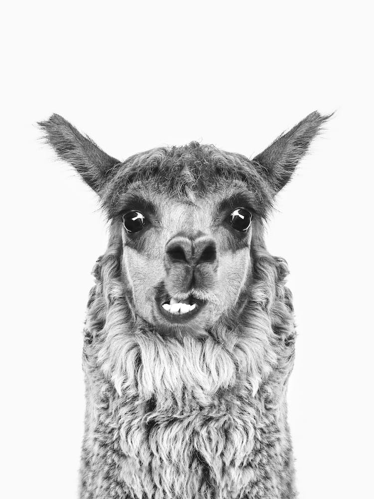 Happy Llama BW
