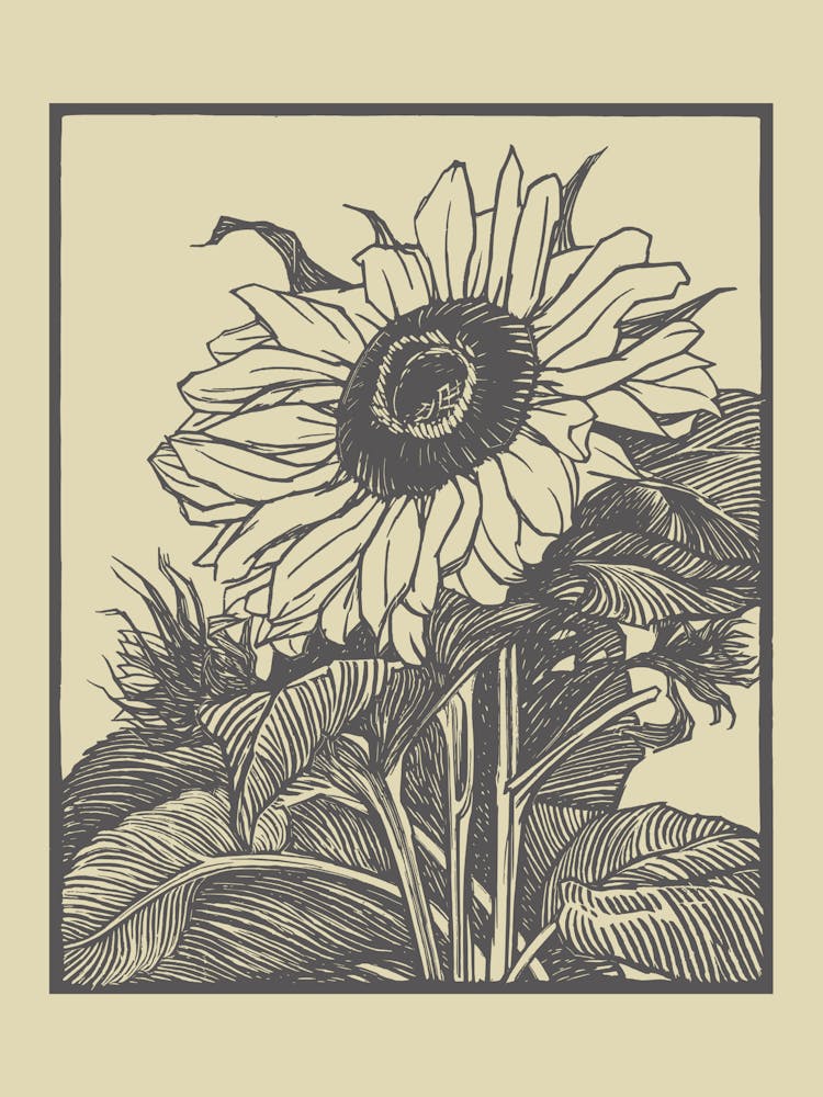 Sonnenblume