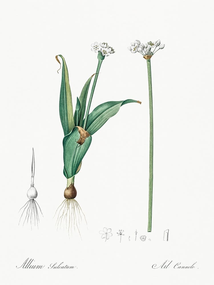 Ornamental Onion Illustration From Les Liliacées (1805), Pierre Joseph Redoute