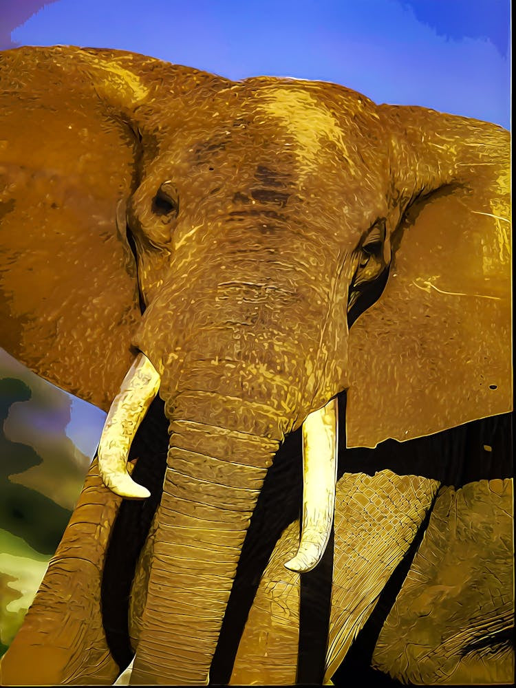 Elephant Living In Its Natural Habitat At Tsavo Ea