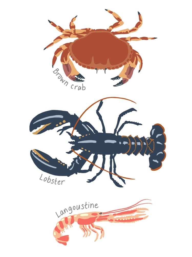 Crustations