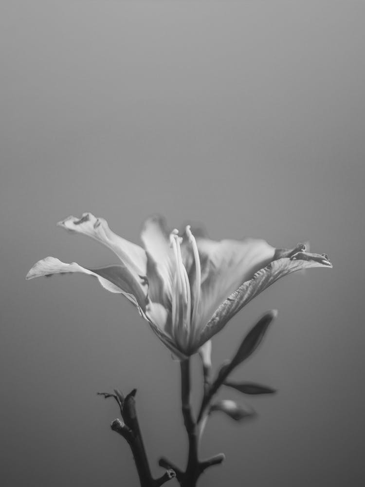 Black And White Flower 39