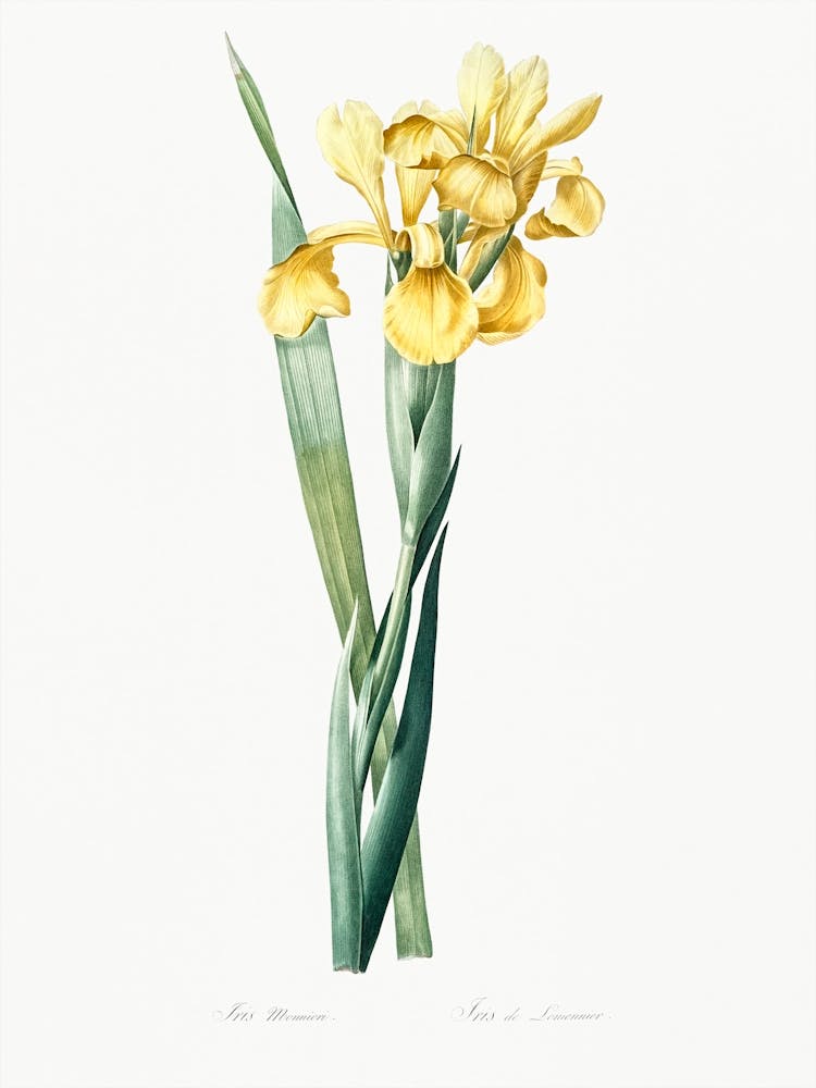 Iris Monnieri Illustration From Les Liliacées (1805), Pierre Joseph Redoute