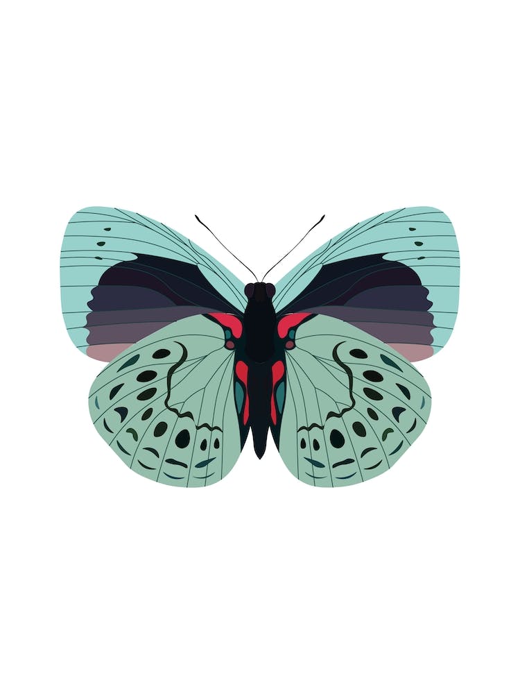 Gossamer Butterfly