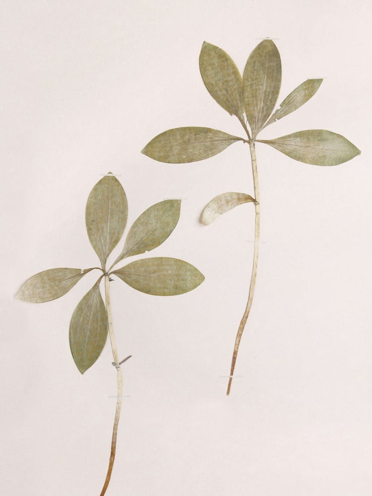 Abstract Beige Chill Minimalist Flowers