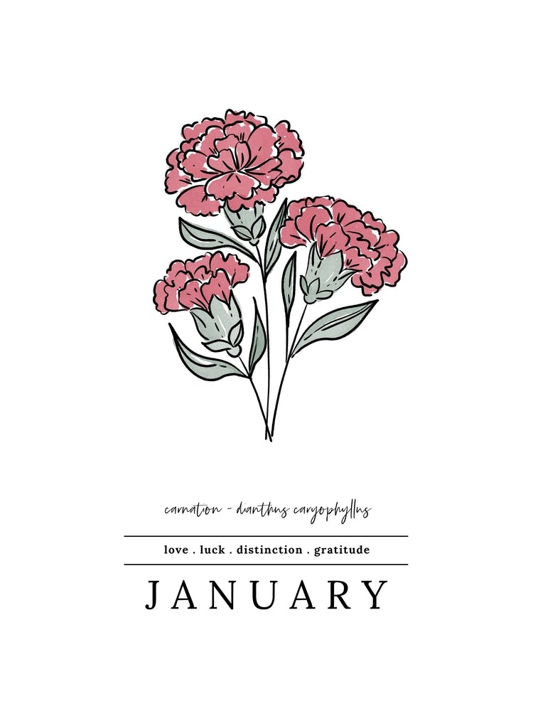 January Carnation Birth Flower 3