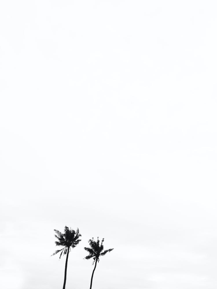 Black And White Palm Trees 2