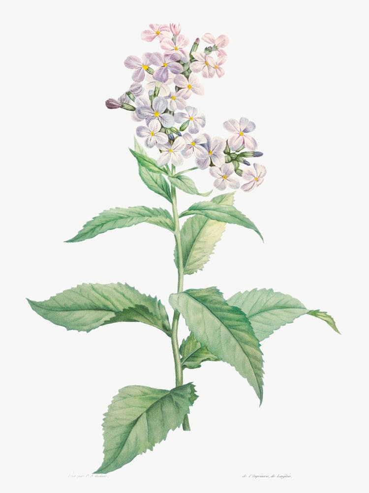White Gillyflower, Pierre Joseph Redoute