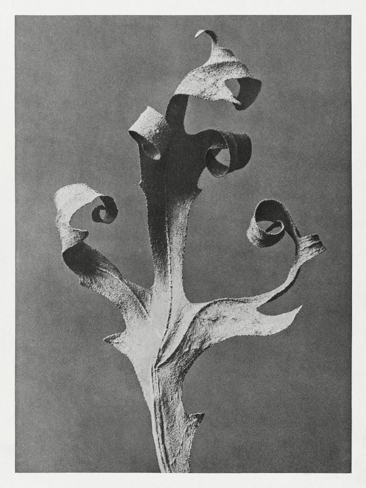 Compass Plant, Karl Blossfeldt