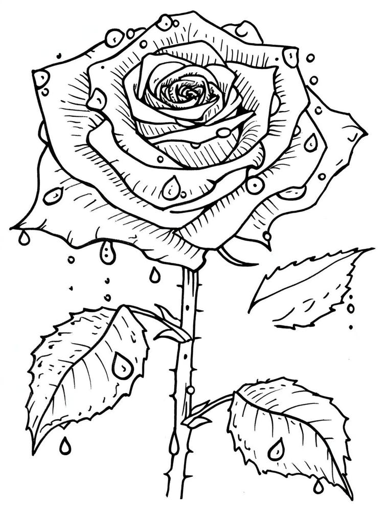 Rose Dew Line Drawing 1