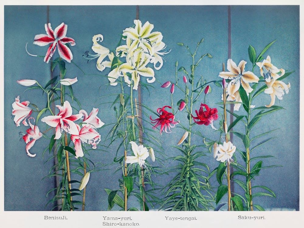Lys Collotype Coloré à la Main Tiré de Quelques Fleurs Japonaises (1896), Kazumasa Ogawa