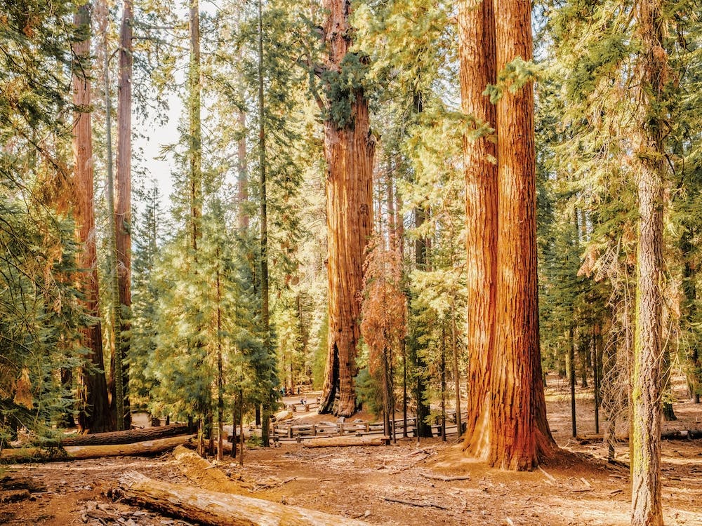 Warm Sunny Redwood Trees