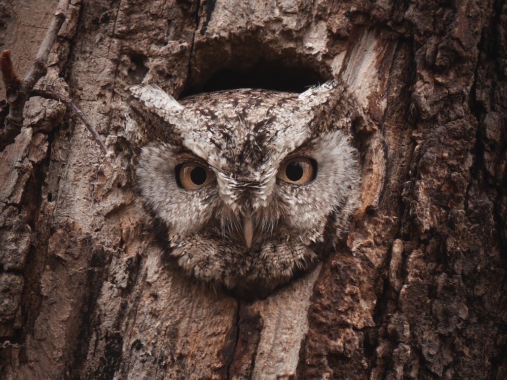 Screech Owl In Tree