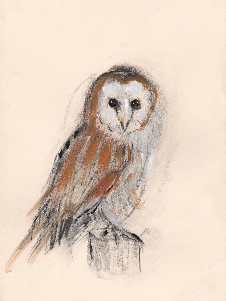 Barn Owl