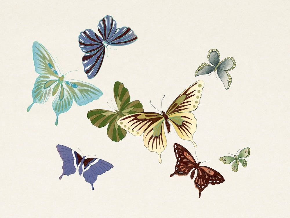 Japanischer Schmetterling, Kamisaka Sekka (3)