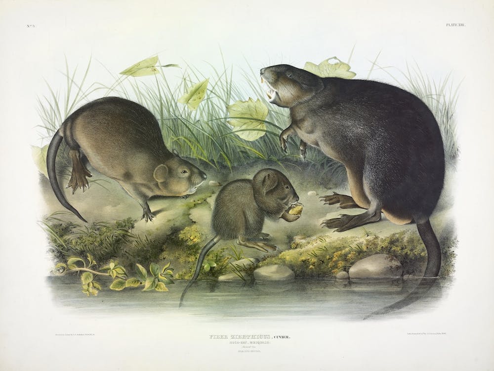 Musk Rat, Musquash, John James Audubon