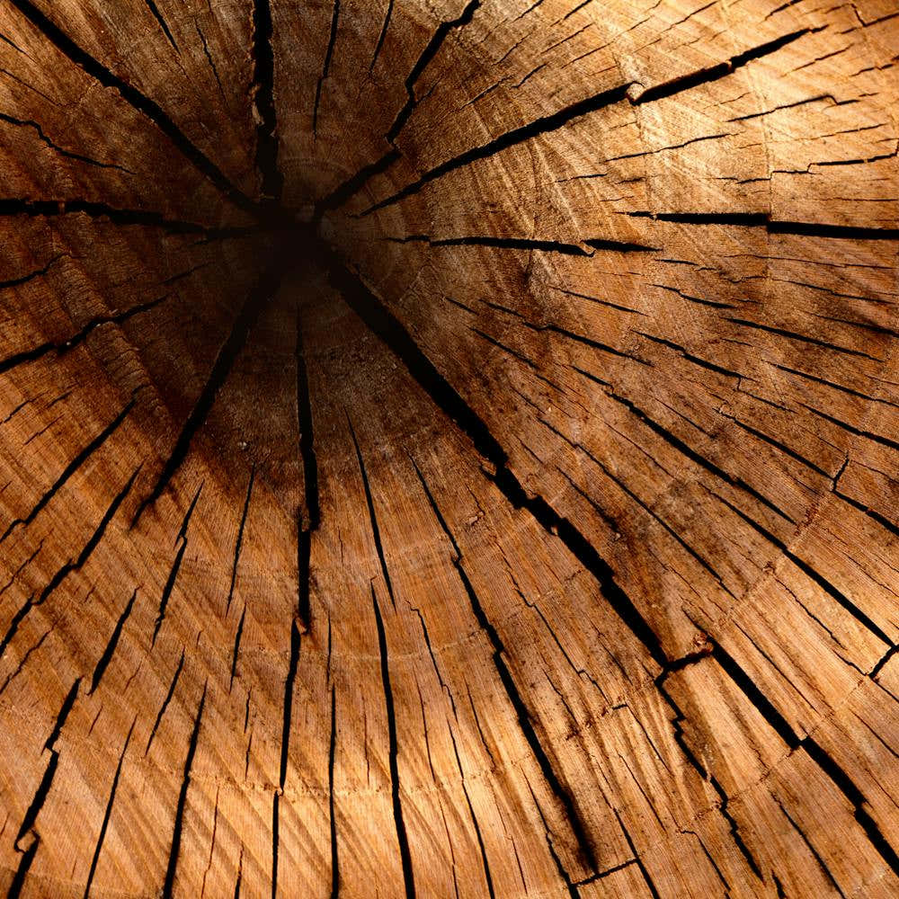Close Up Of A Tree Trunk