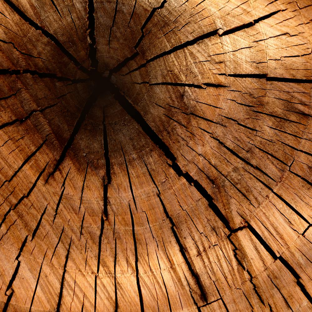 Close Up Of A Tree Trunk