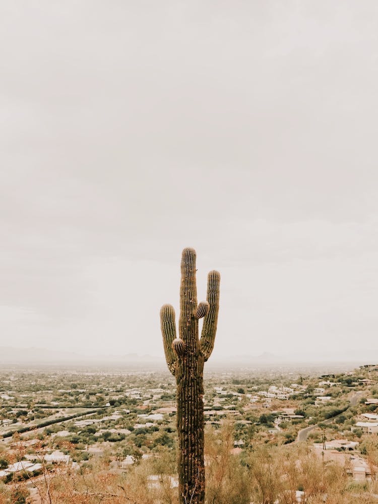Phoenix Arizona Cactus
