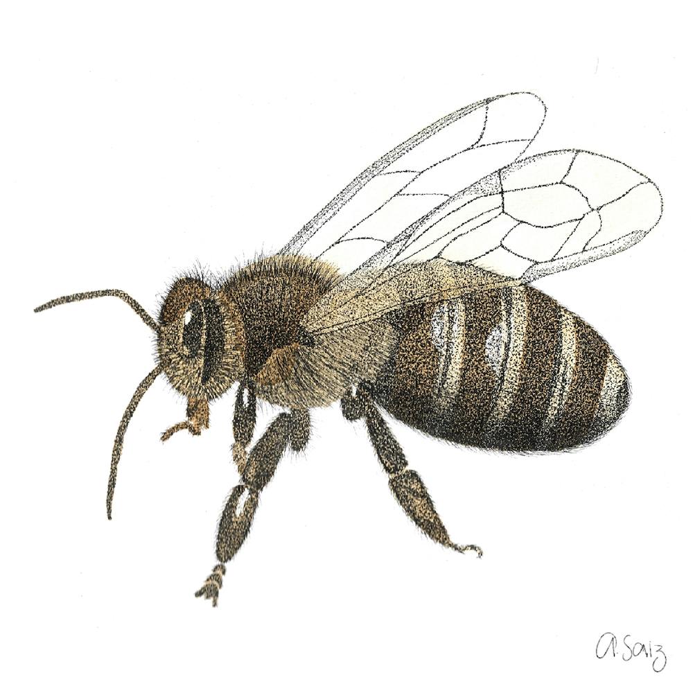 Bee insect