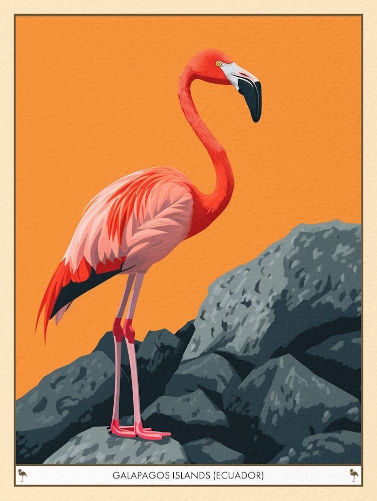 Greater Flamingo Galapagos Islands Ecuador Tropical Illustration 4 Poster
