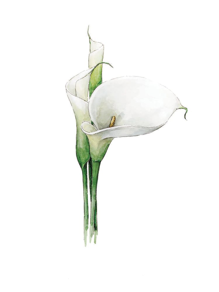 Watercolor Cala Lily Blossom