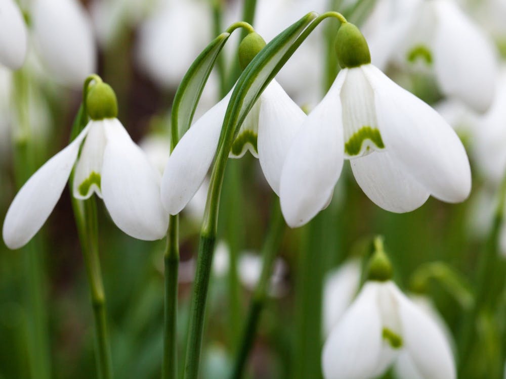 Snowdrops 1