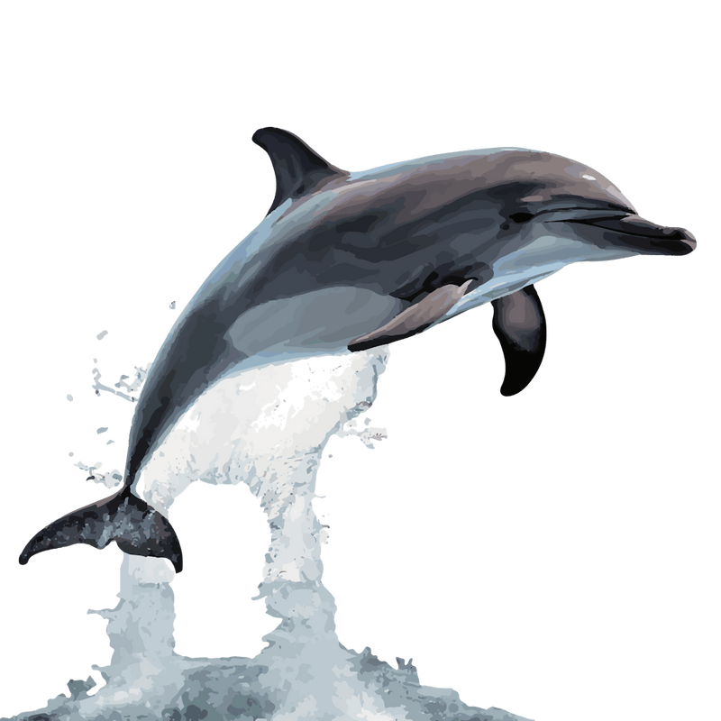 Dolphin Jumping Out Of Water