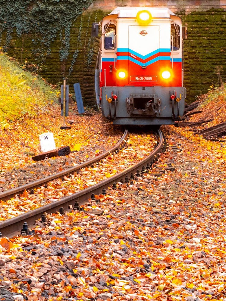 Autumn Train In The Forest