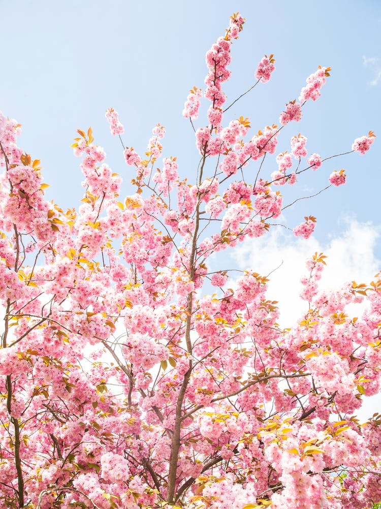 Pink Cherry Sky