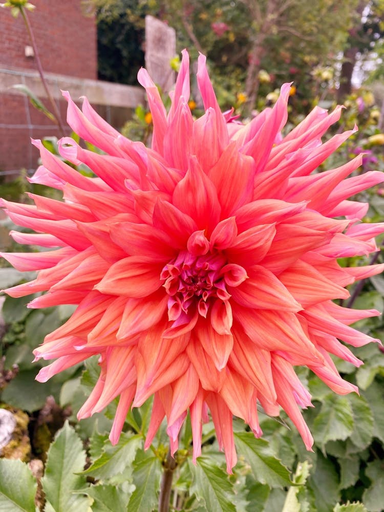 Pink Dahlia