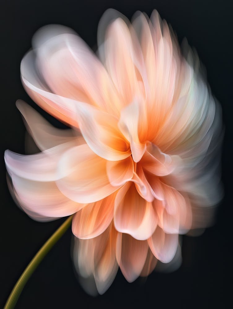 Dahlia Flower 3