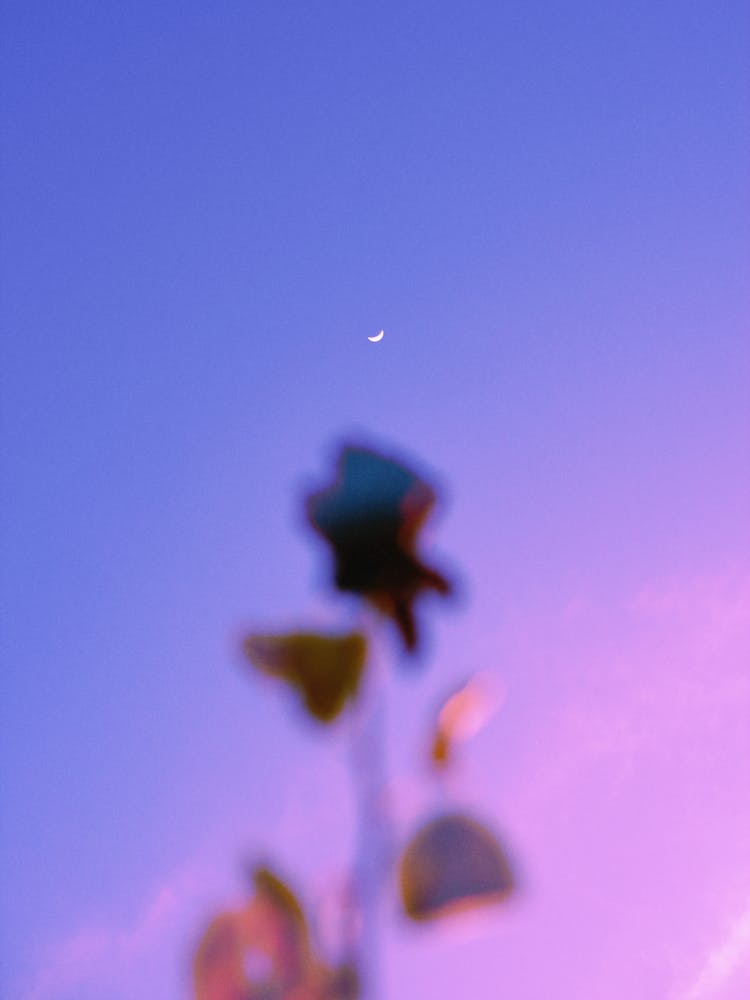 Roses on the moon