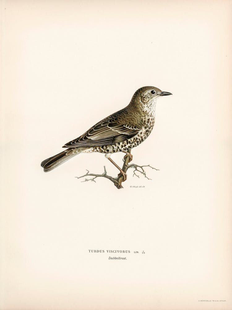 Turdus Viscivorus, The Von Wright Brothers