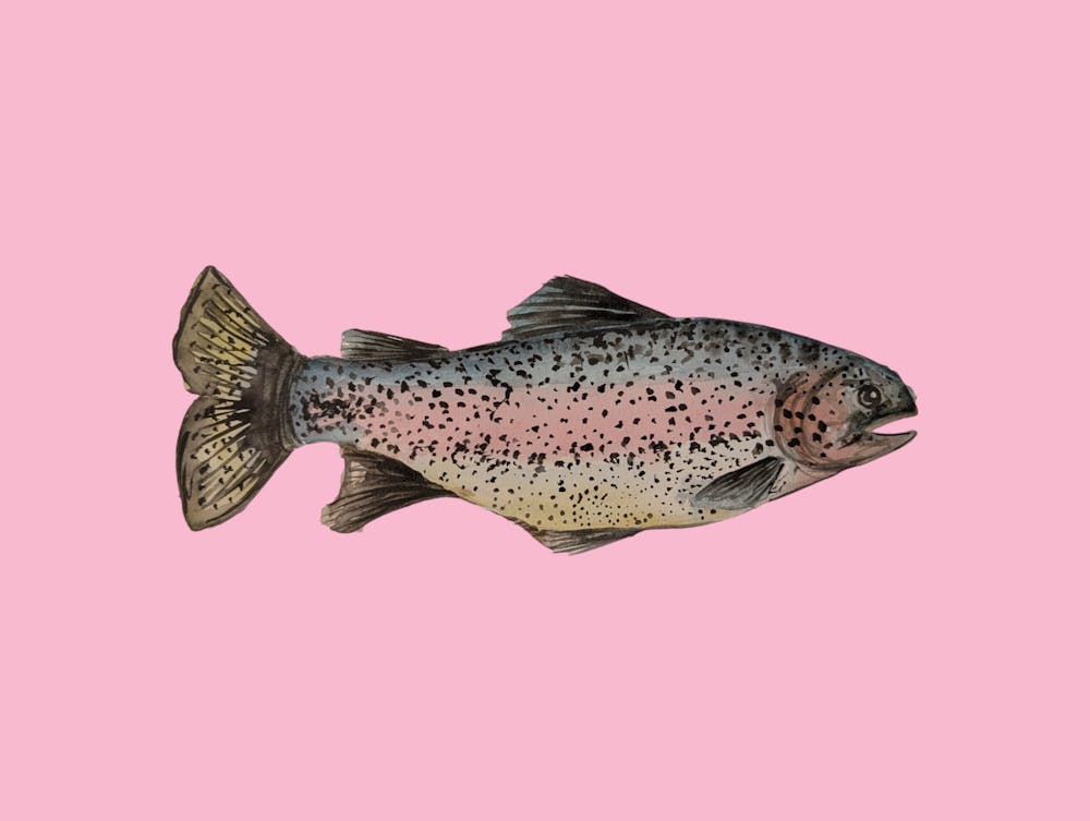 Pink Rainbow Trout Fish Illustration