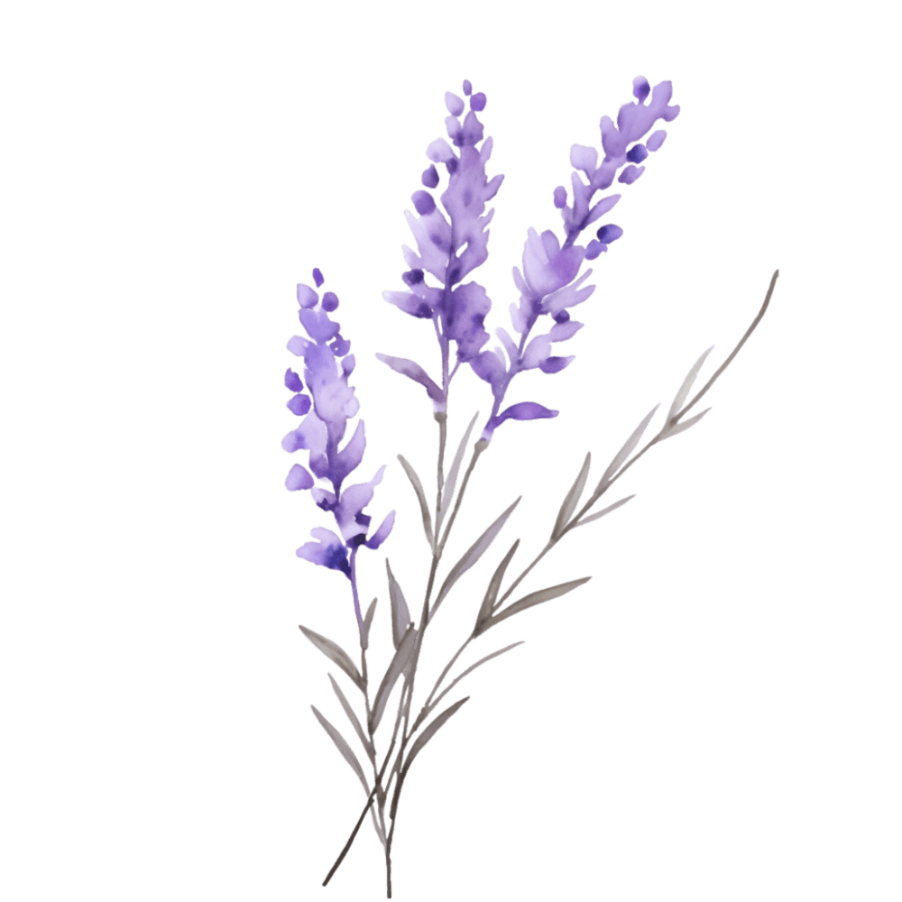 Lavender Flowers On A Black Background