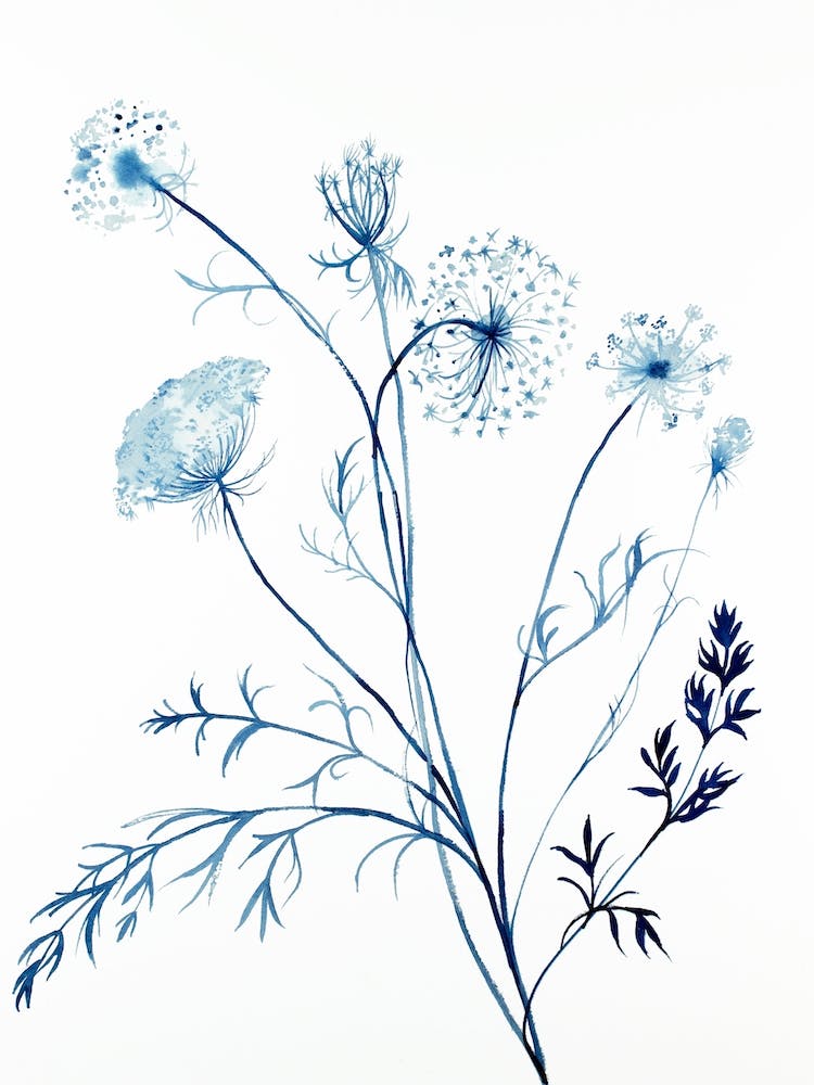 Queen Anne's Lace 4