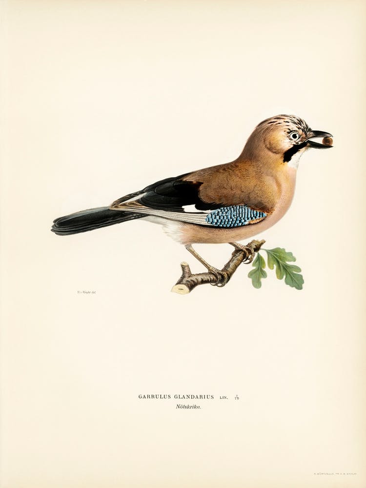 Eurasian Jay (Garrulus Glandarius), The Von Wright Brothers