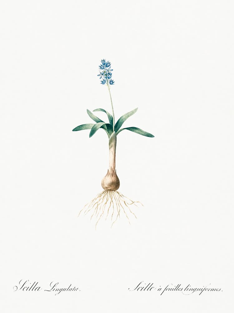Scilla Lingulata Illustration Aus Les Liliacées (1805), Pierre Joseph Redoute