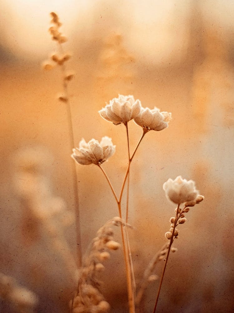 Nostalgic Nature No 5