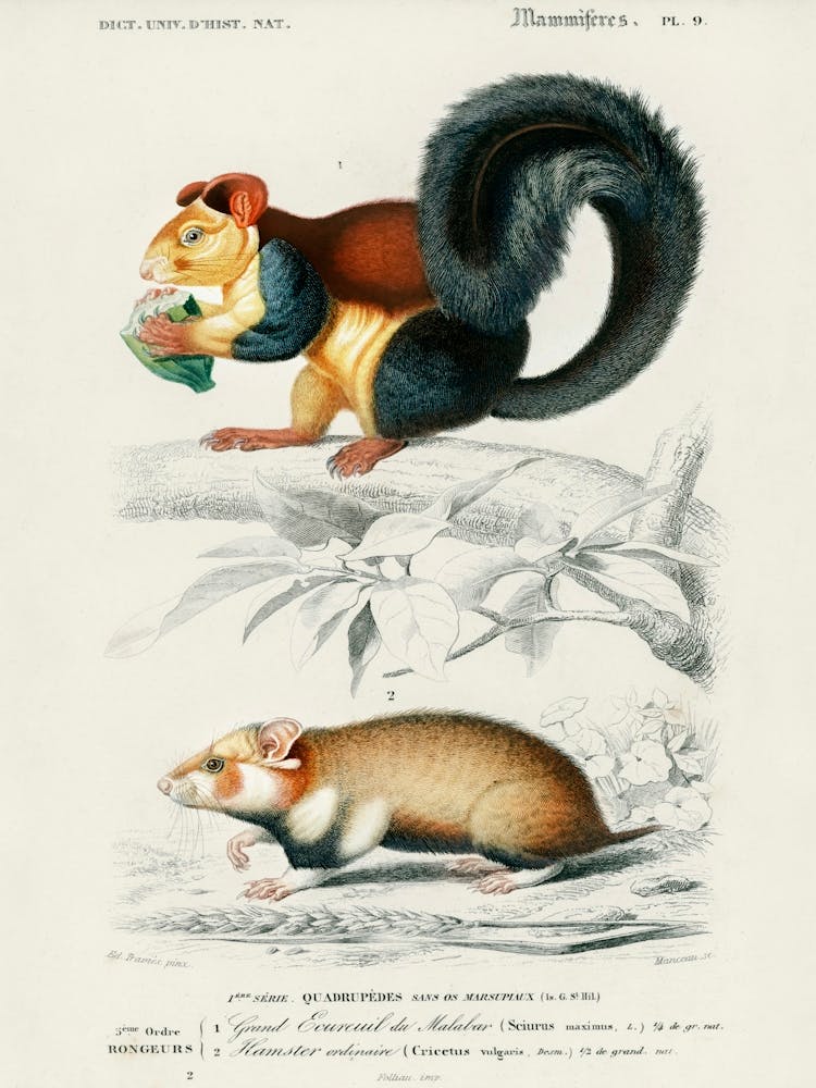 Squirrel (Sciurus) And Hamster (Cricetus), Charles Dessalines D' Orbigny
