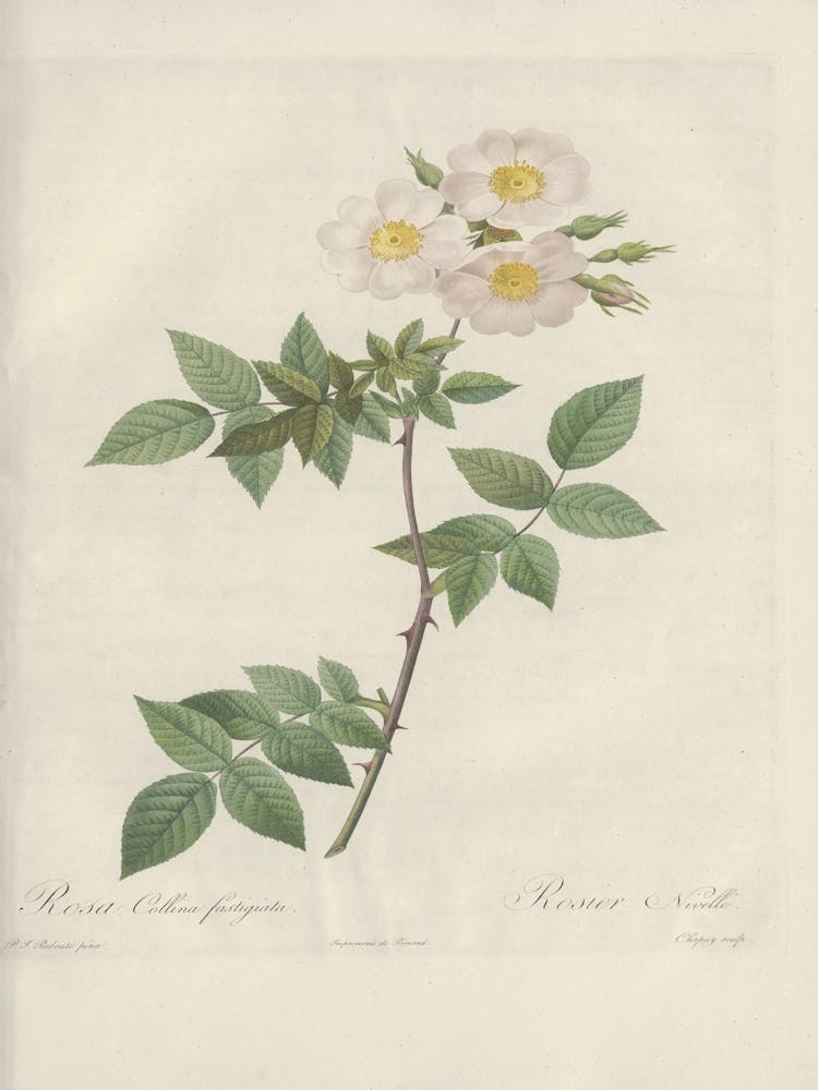 Rose Illustration, Pierre Joseph Redoute, Pierre Joseph Redoute(117)