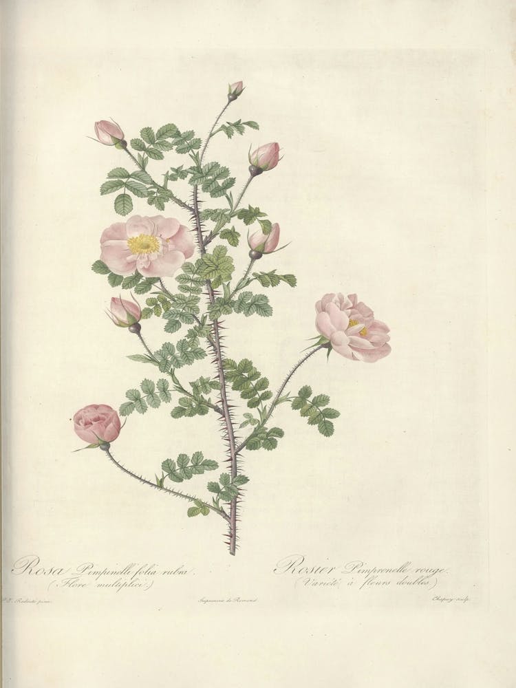Rose Illustration, Pierre Joseph Redoute (66)