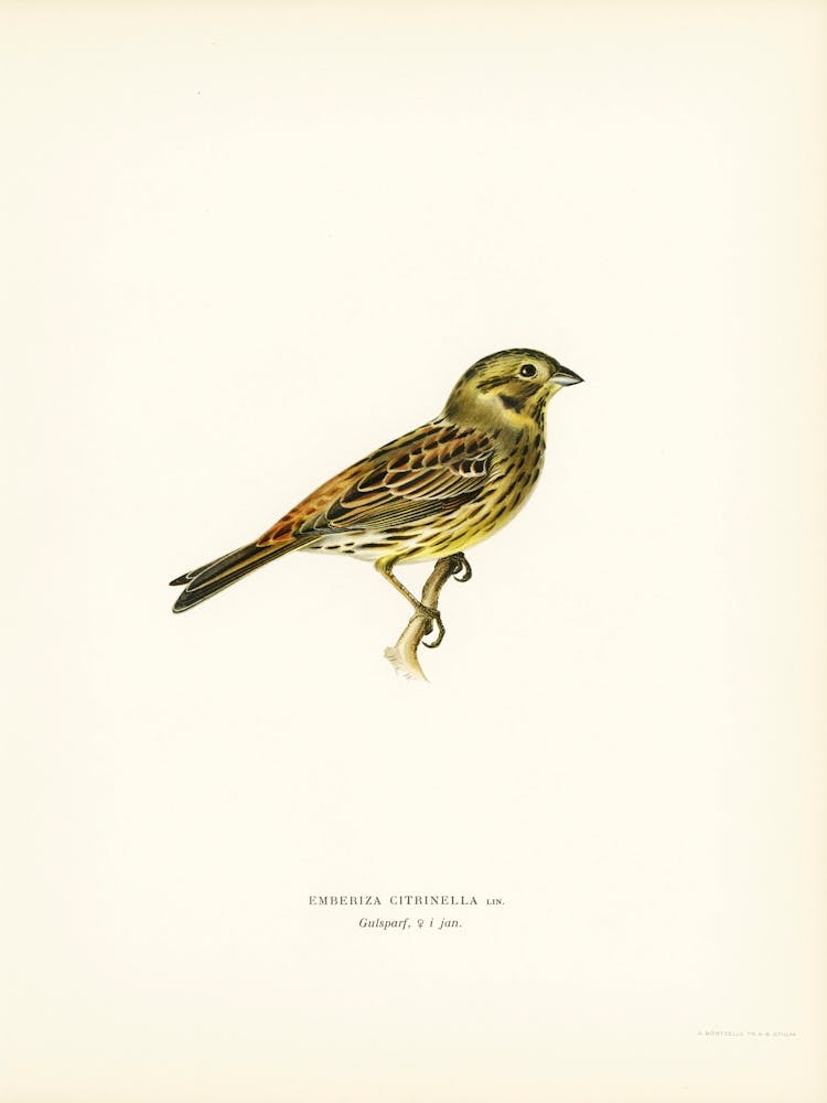 Yellowhammer Female (Emberiza Citrinella), The Von Wright Brothers