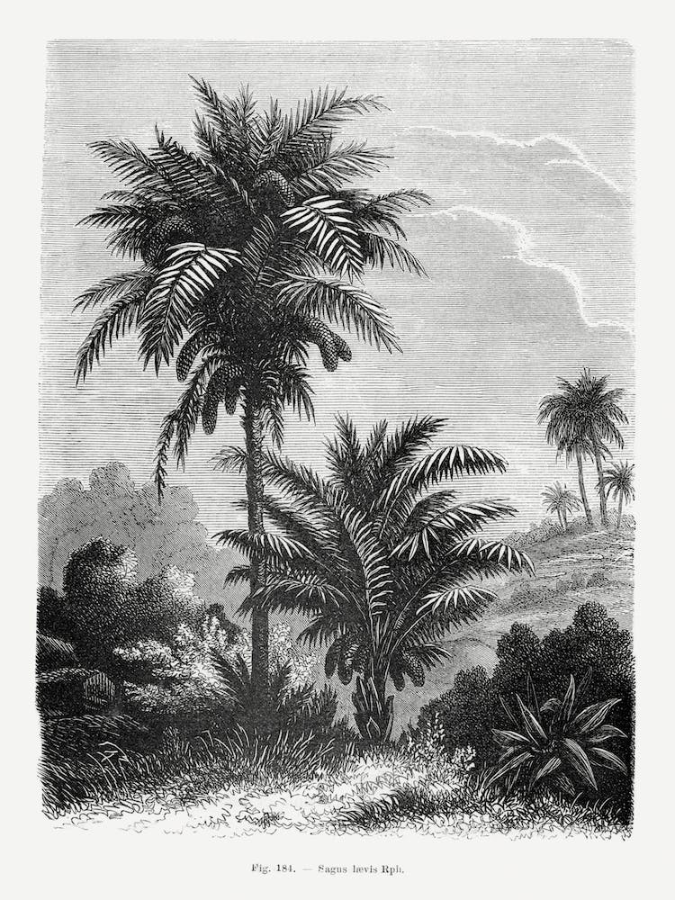 Vintage Landscape Drawing With Palm Trees